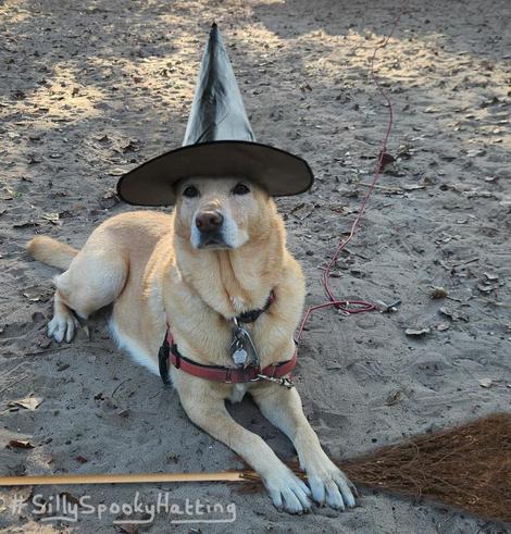 Original alt txt: A yellow lab/Shepherd mix lies on a sandy campsite. Her ears are pointed to and she's looking at the camera. In the background is a black truck and trees on the dunes.
My addition: I've cropped the image to a square around Willow. She is now wearing a classic wide brimmed pointy witches hat, and her paws are resting on a broomstick.