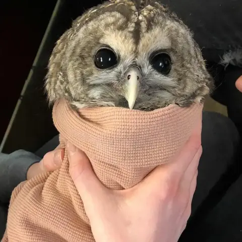 Samantha the Barred Owl is burrito-wrapped in pink towel. The towel is made of waffle-pattern cloth the colour of sticky plasters marketed for white people. Case in point: the hand of a white person holding the burrito bundle is camouflaged with the towel. The owl has beautiful deep shiny black eyes like obsidian marbles, and a pale bone-yellow beak. She's imprinted on humans so her expression is very trusting, and bears no grudge -- compare and contrast with other owls featured here.