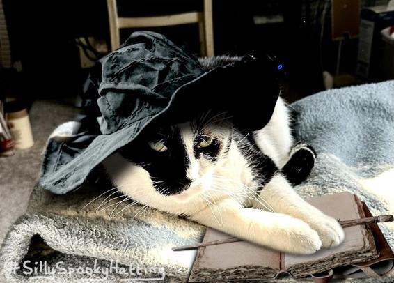 Original alt txt: Hunter, a tuxedo cat, wondering why I have to photograph him. Again.
My addition: Hunter is now wearing a floppy black witches hat, and has his paws resting on a raggedy spell book and wand.