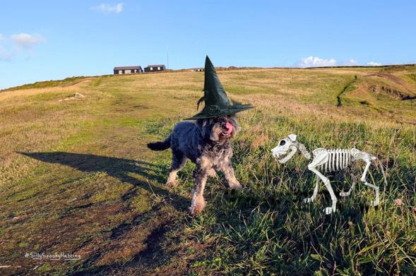 Original alt txt: Jura - a black and tan fluffy sheperdsdog - in front Wireless Cottage in Cornwall. Imagine a lot of windswept grass, a lot of blue skies and two tiny buildings on the horizon line
My addition: Jura is now wearing a tall wide brimmed black witches hat with some feather and net decoration. To the right is a skeletal dog, looking at Jura's long tongue.