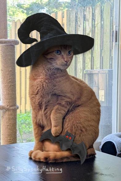 Original alt txt: An orange cat is frozen, mid-twist, on a coffee table with one paw up as he looks across the house to the front door.
My addition: Samosa is now wearing a black, wide-brimmed witches hat with a curled of peak. The raised paw is now holding a fabric bat with red eyes.