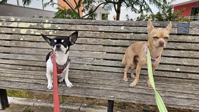 Two small chihuahuas sit side-by-side on a weathered wooden park bench. The dog on the left has black and white markings and wears a red harness, looking alertly toward the viewer. The dog on the right has tan fur, a pink harness, and a slightly grumpy expression with narrowed eyes.
