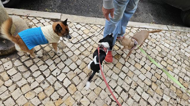 Three dogs are gathered around a person's legs on a stone-paved sidewalk. On the left, a dog wearing a blue and beige sweater faces right. In the center, a black-and-white dog looks up toward the person, attached to a red leash. On the right, a small brown dog stretches toward the person with a green leash attached to its collar.