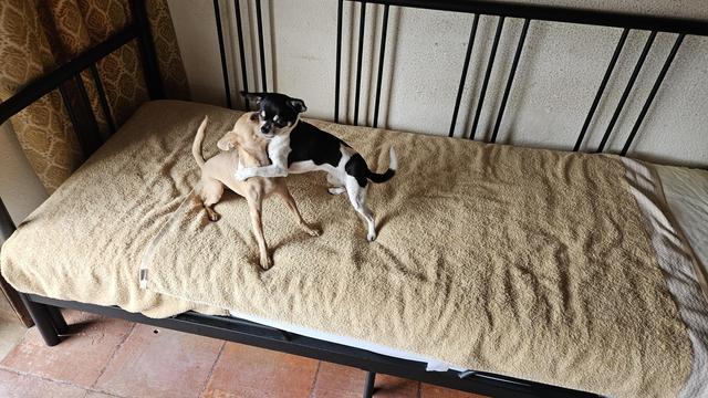 Two small Chihuahuas stand on a bed covered with a tan towel, playfully embracing each other with front paws locked. The dog on the left is light brown, while the one on the right is black and white. They are positioned in the center of the bed, which has a black metal frame and is set against a textured off-white wall.