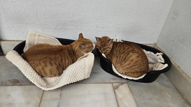 Two orange tabby cats sleep peacefully in separate oval black pet beds lined with light-colored towels, positioned side-by-side on a light marble floor against a textured white wall.
