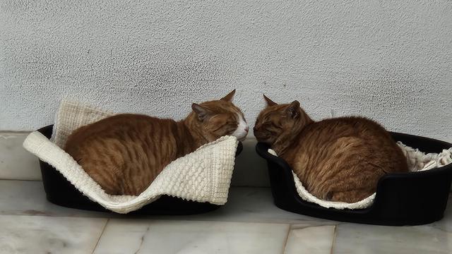 Two orange tabby cats sleep facing each other in separate dark plastic pet beds lined with white blankets, positioned against a textured white wall on a tiled floor.