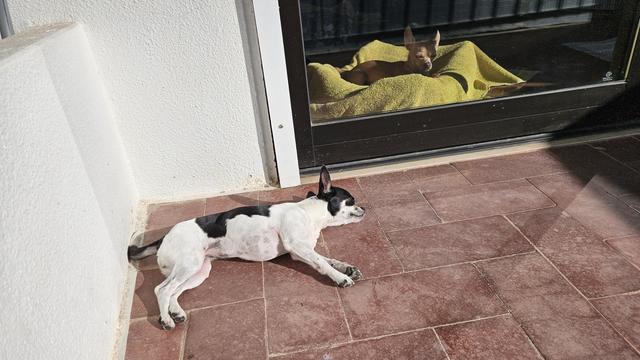 A black-and-white Chihuahua lies resting on red brick tiles outdoors in the sun, while a brown Chihuahua lies on a yellow blanket inside behind a glass door.