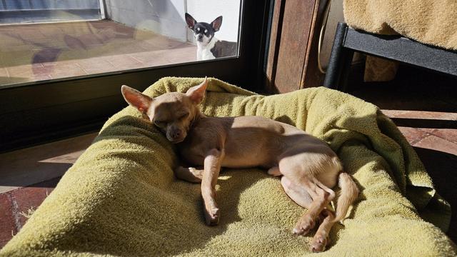 A light brown Chihuahua sleeps peacefully curled up in a yellow towel-lined pet bed indoors, while another black and white Chihuahua watches through a glass door from the patio outside.