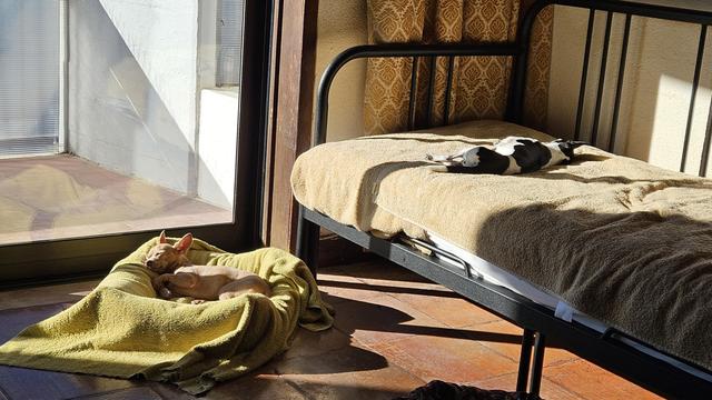 Two dogs relax in the sunlight indoors. A small, tan dog sleeps on a yellow blanket on the tiled floor near a sliding glass door, while a black and white dog lies on its back, fast asleep on a daybed covered with a matching yellow blanket.