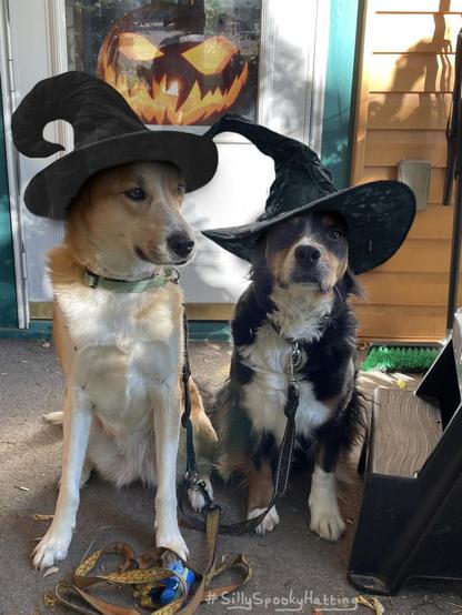 Original alt txt: Two dogs sitting on a porch.
My addition: Both dogs now wear black, wide-brimmed witches hats, with peaks curled over to the left. In the door window beyond them is a large lit carved pumpkin.