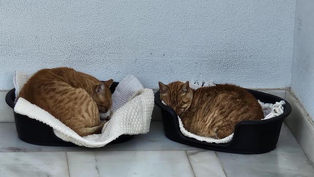 Two orange tabby cats sleep curled up inside separate black plastic pet beds lined with white blankets against a light grey textured wall.