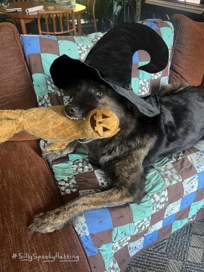 Original alt txt: A sable and brindle German Shepherd and Newfoundland Dog, Violet, lays on a sofa-couch with a stuffed walrus toy between her impressive teeth. Her eyes are quite brown.
My addition: Violet now wears a wide brimmed black witches hat that curves round at its peak, and her walrus has a pumpkin style face at its head.