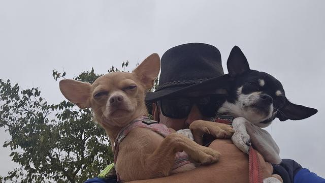 A man wearing a black hat and sunglasses holds two Chihuahuas against a bright, overcast sky with green trees visible in the background. The tan Chihuahua on the left has a bored expression with squinted eyes, while the black-and-white Chihuahua on the right leans its head back with eyes closed contentedly.