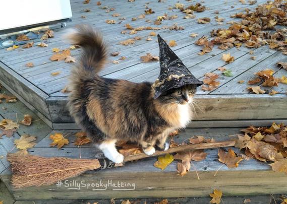 Original alt txt: a long-haired calico tabby cat is standing on the top step of the stairs leading up to a wooden veranda. She is very focused on something in the distance. Yellow and brown maple leaves are scattered all over the place.
My addition: Doris is now standing on a witches broomstick that lies on one of the steps, while she wears a narrow brimmed witches hat with gold decoration.