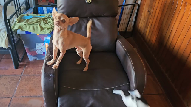 Playing with a bit of banana.