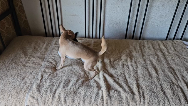 After walk, playtime on the sofa bed.