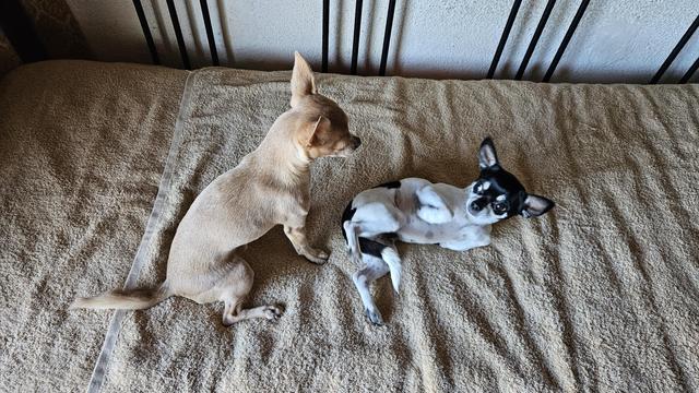 Two small Chihuahuas are playing on a beige towel-covered bed with a metal headboard. On the left, a tan Chihuahua stands on its hind legs facing right, while on the right, a black-and-white Chihuahua lies on its back, looking up playfully.