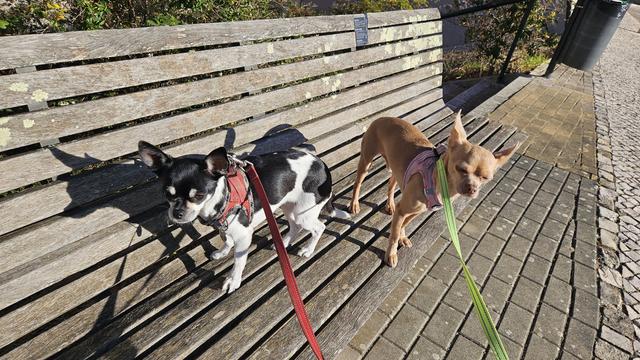 Two small Chihuahuas stand on a weathered wooden park bench outdoors on a sunny day. On the left, a black-and-white dog with upright ears looks alertly to the left with a red leash attached to its harness. On the right, a light brown dog wearing a pink harness blinks in the bright light, connected to a neon green leash that extends toward the foreground.