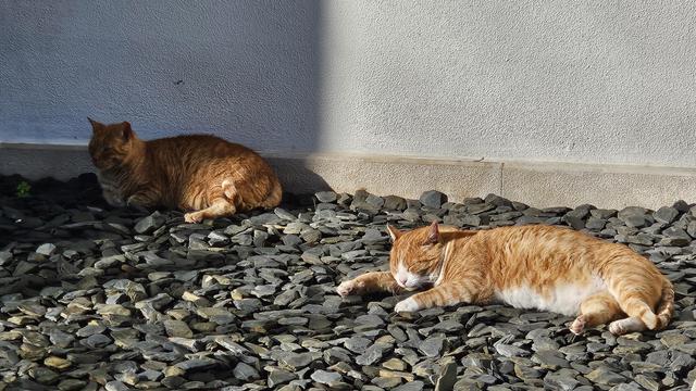 Two orange tabby cats sunbathe on a bed of dark slate pebbles against a light gray wall. The cat on the left is curled up facing left, while the cat on the right is stretched out comfortably on its side with its eyes closed, basking in the warm light.