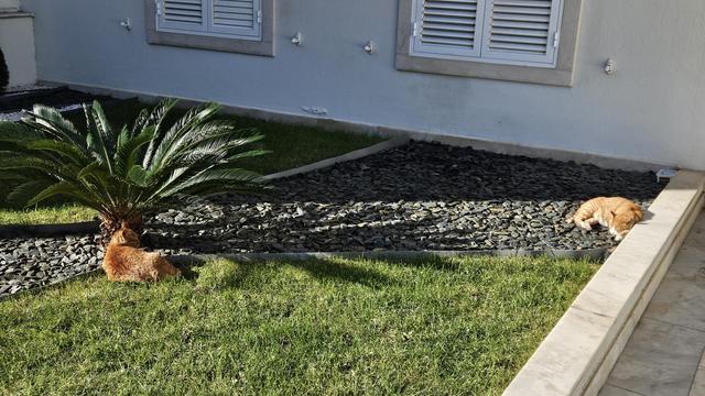 An outdoor scene featuring two orange tabby cats relaxing on a sunny lawn and rock garden. One cat lounges on the green grass near a small palm tree, while the other sleeps curled up on a bed of dark gravel next to a light-colored stone ledge.