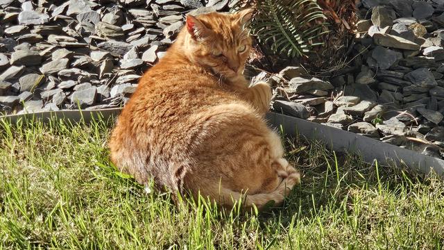 An orange tabby cat is curled up in a patch of green grass beside a bed of dark grey slate rocks and a small palm-like plant. The cat is turned slightly toward the camera with a relaxed expression, enjoying the sunlight.