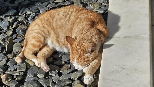 An orange tabby cat is curled up and sleeping peacefully on a bed of dark grey slate stones next to a light-colored marble ledge, basking in the sunlight.