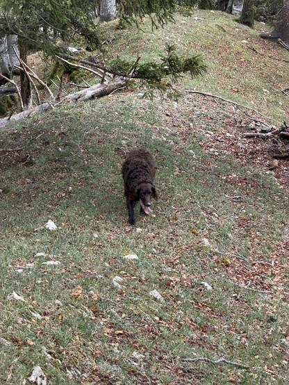 Shiro, rehbrauner Jagdhund kommt mir entgegen gelaufen
Shiro, a fawn-colored hunting dog, comes running toward me