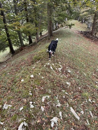 Sancho, schwarz weisser Mischlungshund, kommt mir entgegen
Sancho, a black-and-white mixed-breed dog, comes toward me