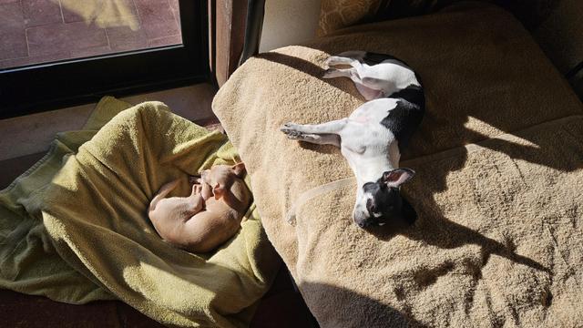 Two dogs nap on tan towels bathed in warm sunlight. A small brown dog is curled up tightly inside a towel on the left, while a black and white dog stretches out comfortably on a larger towel on the right.