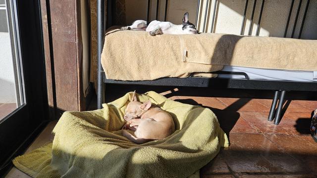 Two small chihuahuas relax in the sunlight indoors. One brown chihuahua curls up in a yellow towel on the tiled floor while another black and white one sleeps on a bed above.