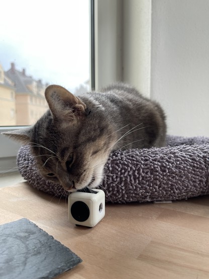 Both pictures: a gray cat nibbling and sniffing a fidget cube 
