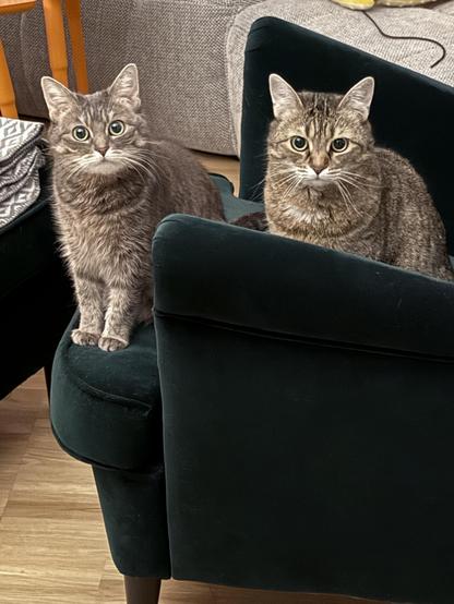 Mimi and Momo looking at the camera 