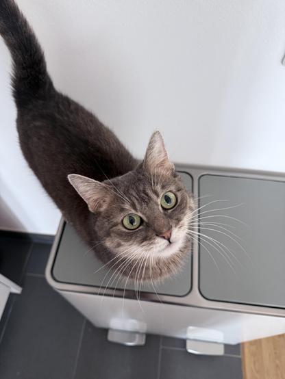 Mimi in total 