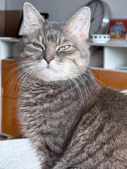 Mimi, a small gray cat 