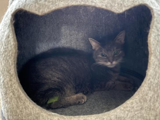 A very cute very poor cat 
