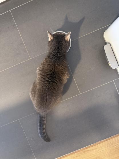 Cute gray cat while eating 