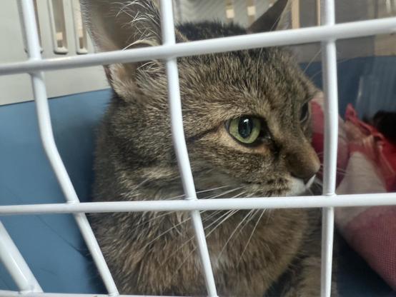 A very poor cat 