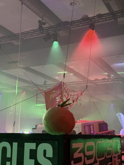 Peaches watching over some lights 