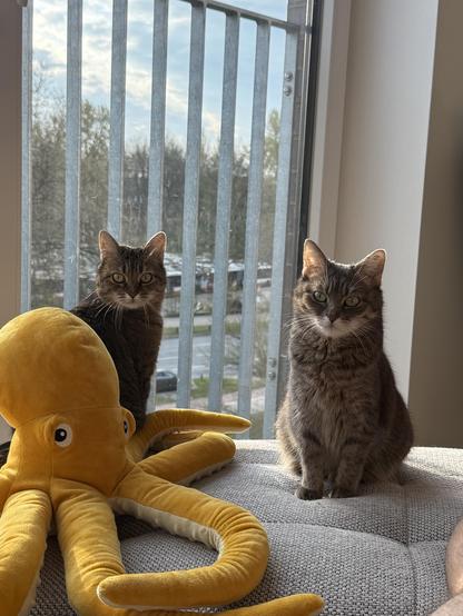 The two most beautiful cats in the world looking derpy