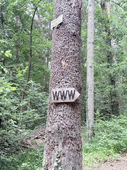 A wooden sign on a tree, saying „WWW“