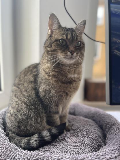 A very pretty cat 