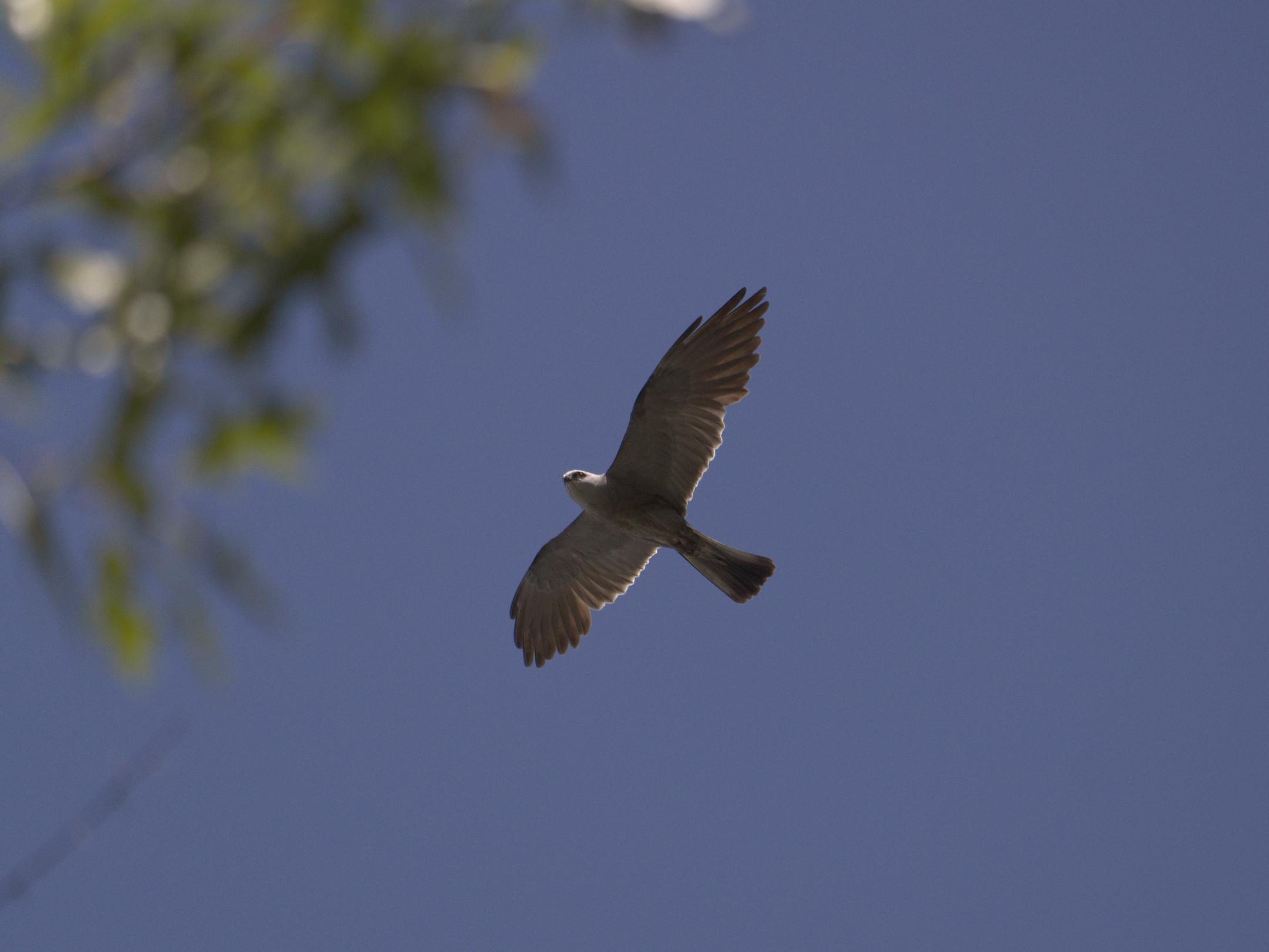 A small bird of prey photographed against the blue sky as it soars at tree top height.