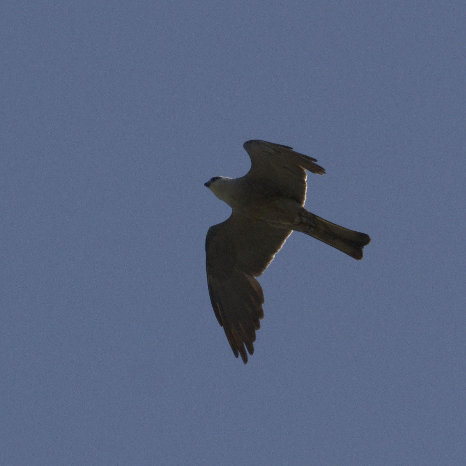 A small bird of prey photographed against the blue sky as it soars at tree top height.