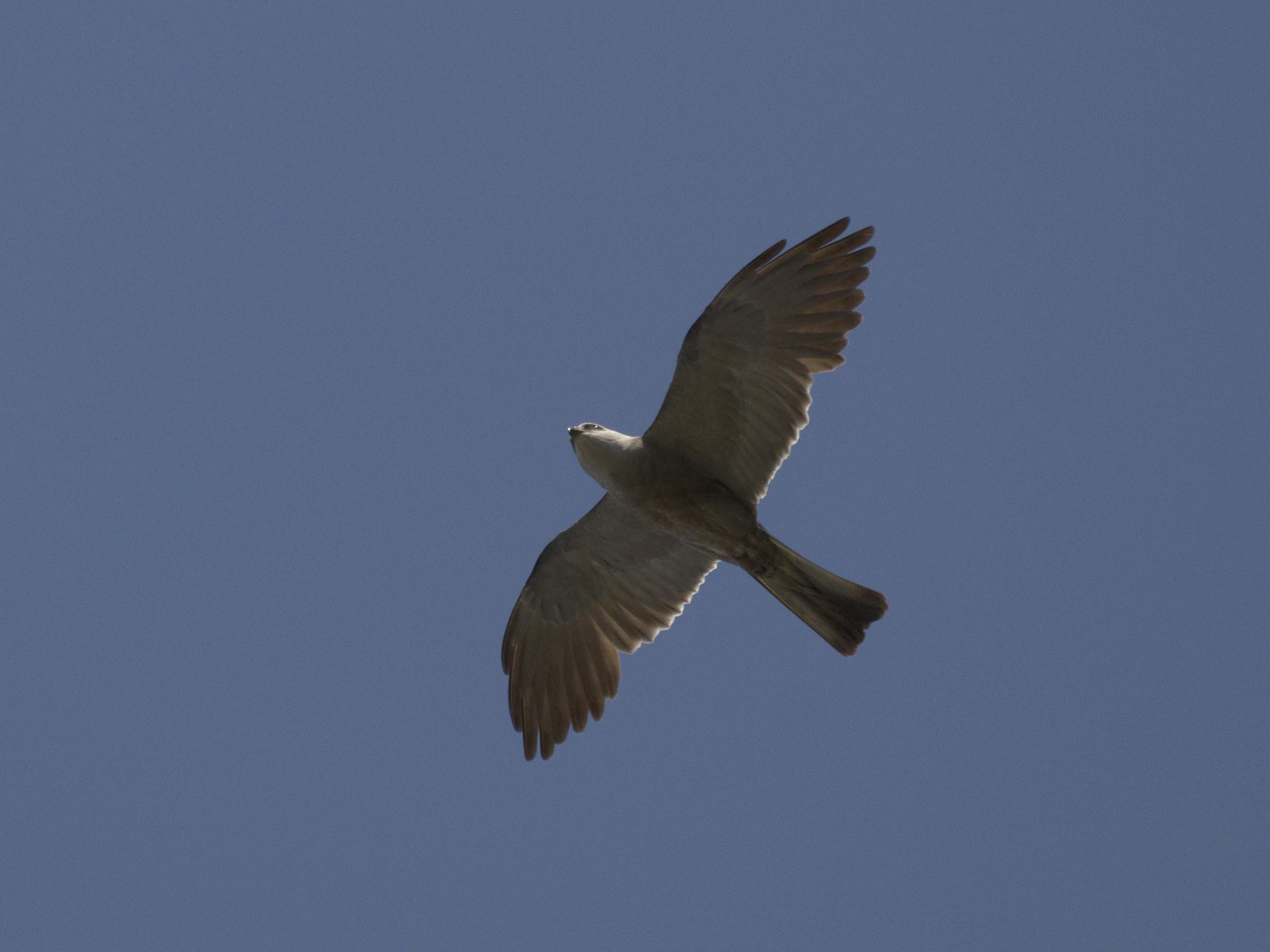 A small bird of prey photographed against the blue sky as it soars at tree top height.