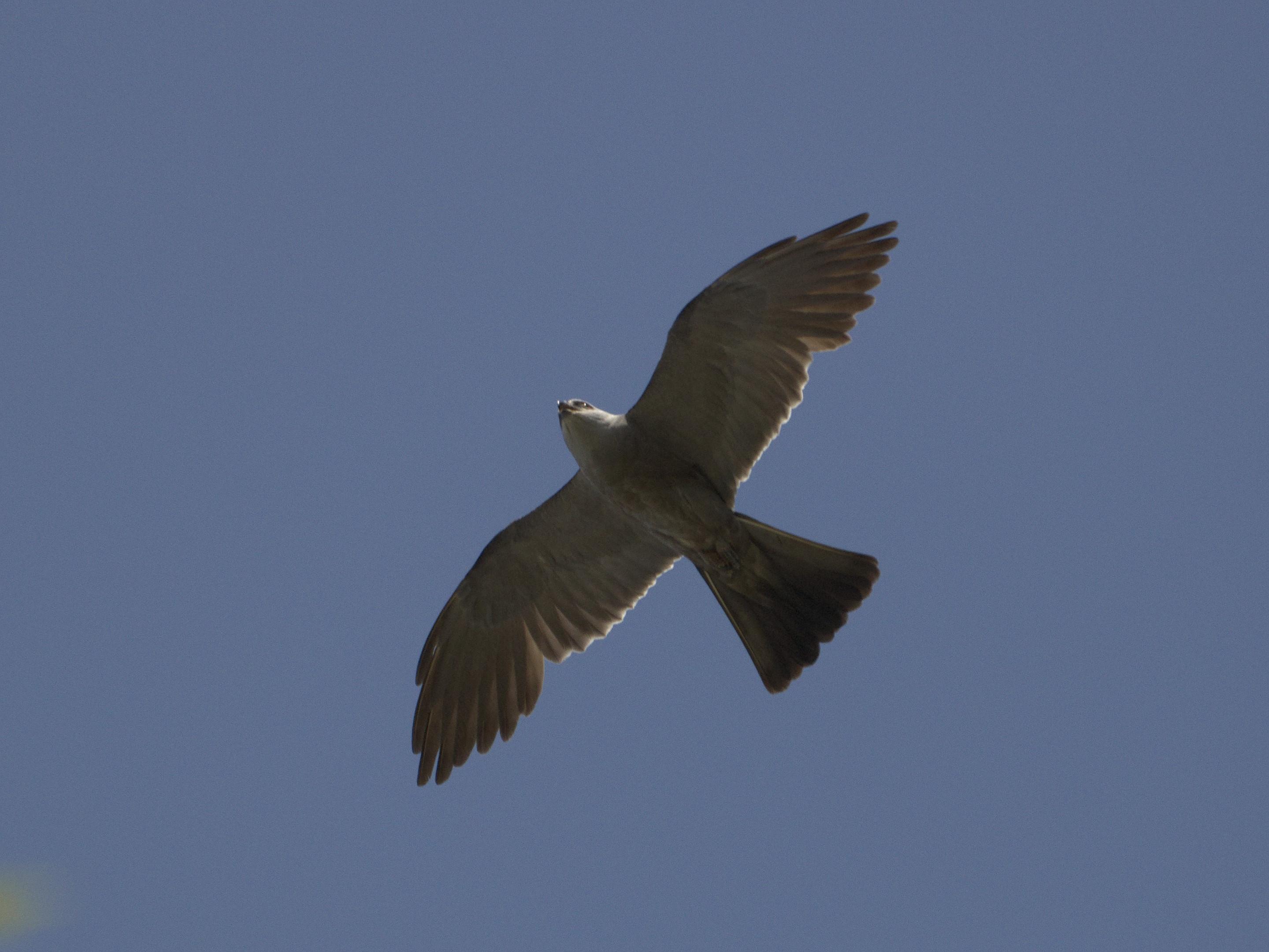 A small bird of prey photographed against the blue sky as it soars at tree top height.