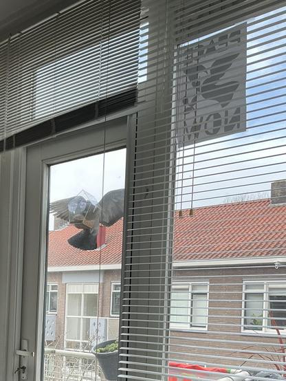 Aan een raam hangt een vogelhuisje met voer. Aan dit vogelhuisje hangt een duif met gespreide vleugels pikkend uit het huisje. Op het raam hangt de poster Peace Now met daarop een vredesduif met gespreide vleugels; ontwerp door Max Kisman.