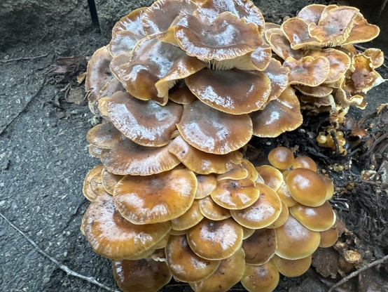 Photo of yellow slimy looking mushrooms. 