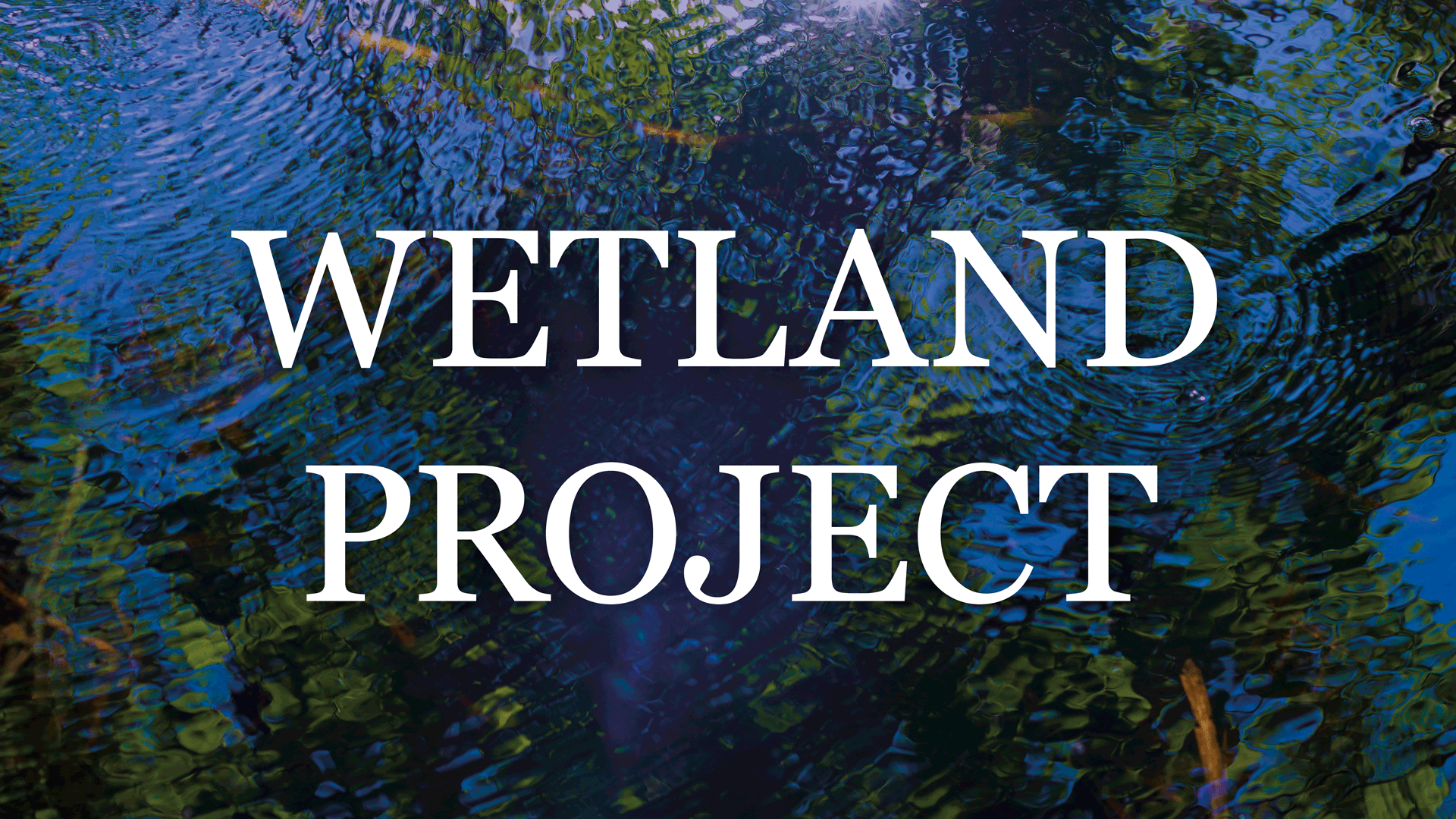 water with water plants / mirroring green plants title of wetland project