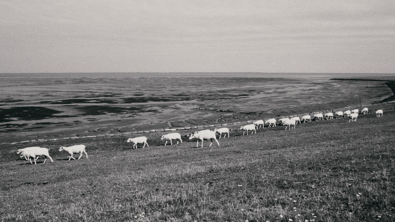 A group of sheep moves along the grassy slope at the foot of the dyke on the North Sea island of Föhr. The Wadden Sea stretches across the background, with its flat, expansive tidal landscape visible under a wide sky. The scene is rendered in single-color, emphasizing the contrast between the sheep, the land, and the sea.