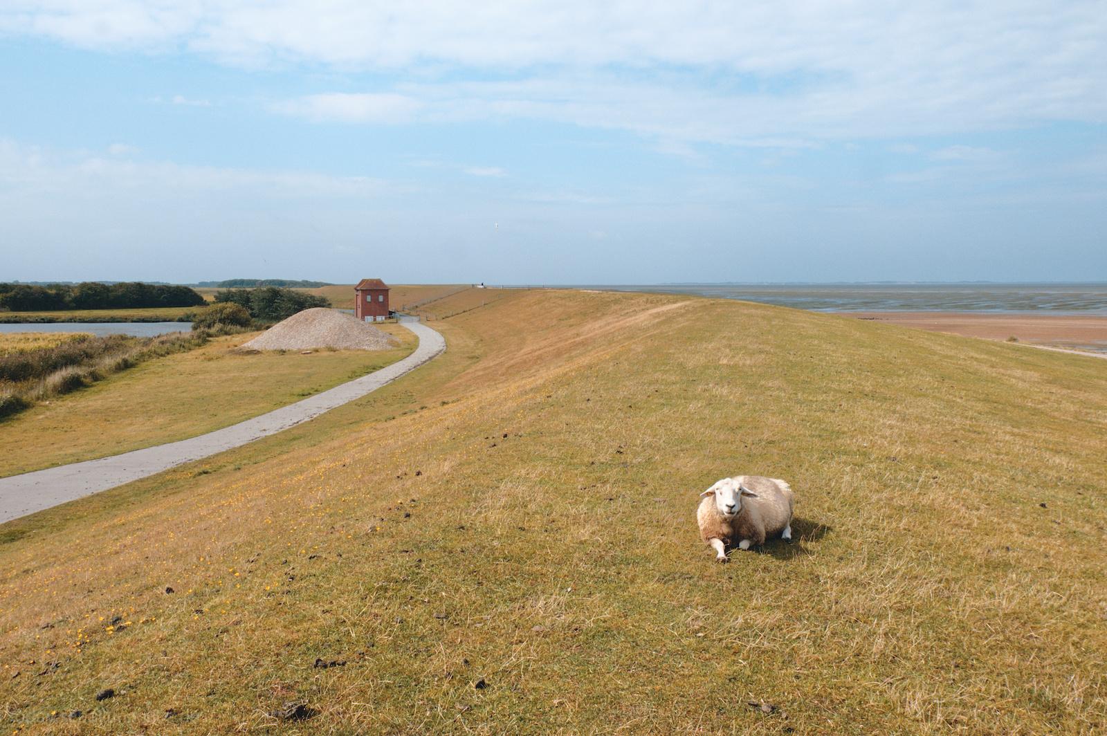A sheep with thick, light-colored wool lies on a grassy embankment under a partly cloudy sky. A paved path curves along the left side, leading toward a small red building near the horizon. The landscape is open, with flat fields and distant water visible.